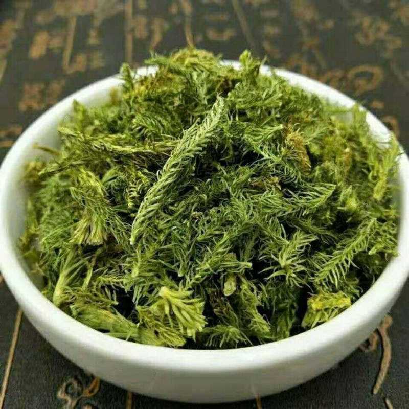 云南野生中药材伸筋草筋骨草舒筋草石松狮子50