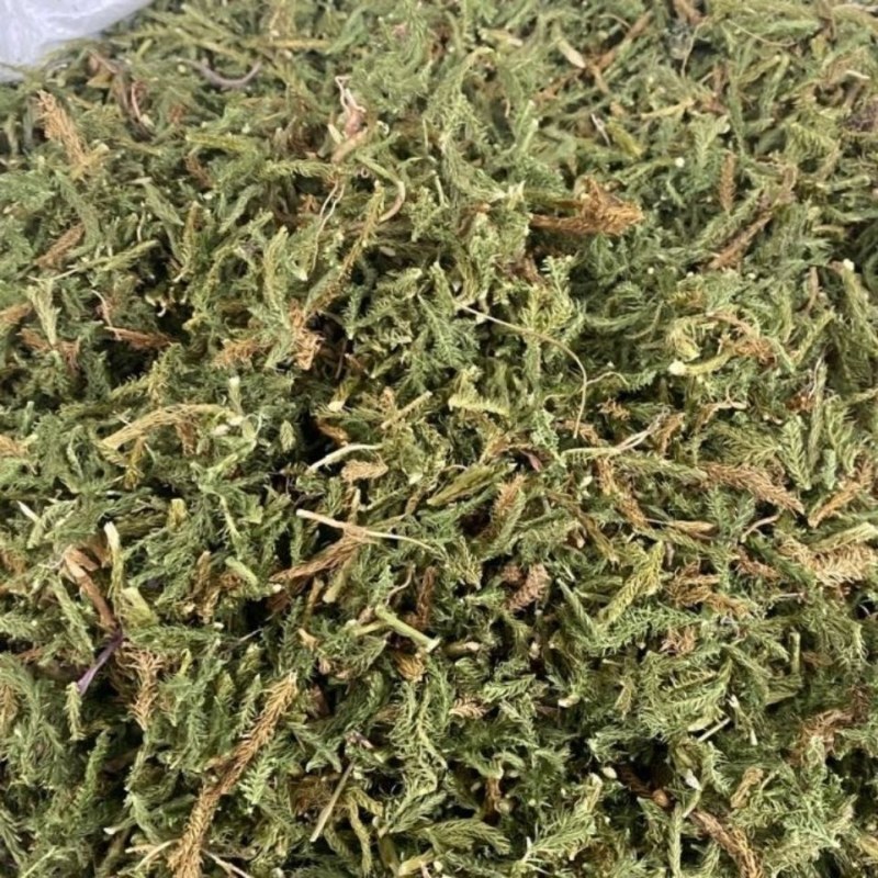 云南野生中药材伸筋草筋骨草舒筋草石松狮子50