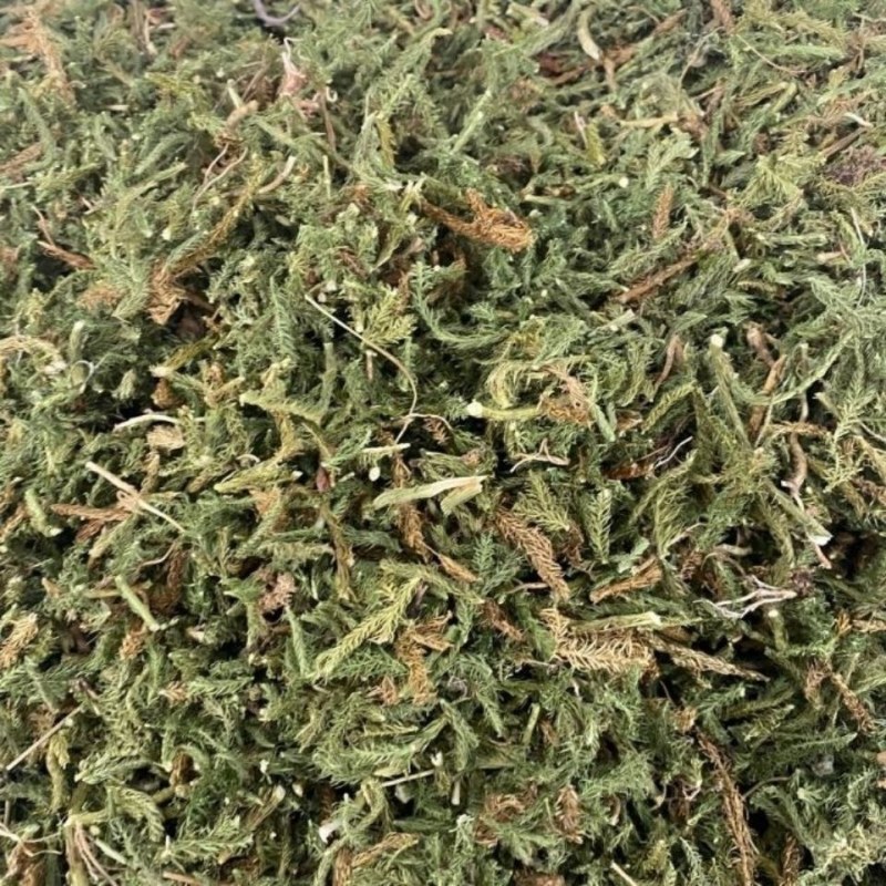 云南野生中药材伸筋草筋骨草舒筋草石松狮子50