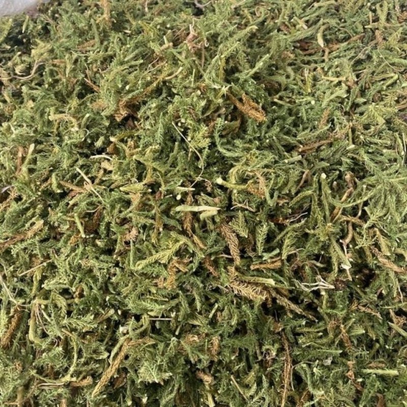 云南野生中药材伸筋草筋骨草舒筋草石松狮子50
