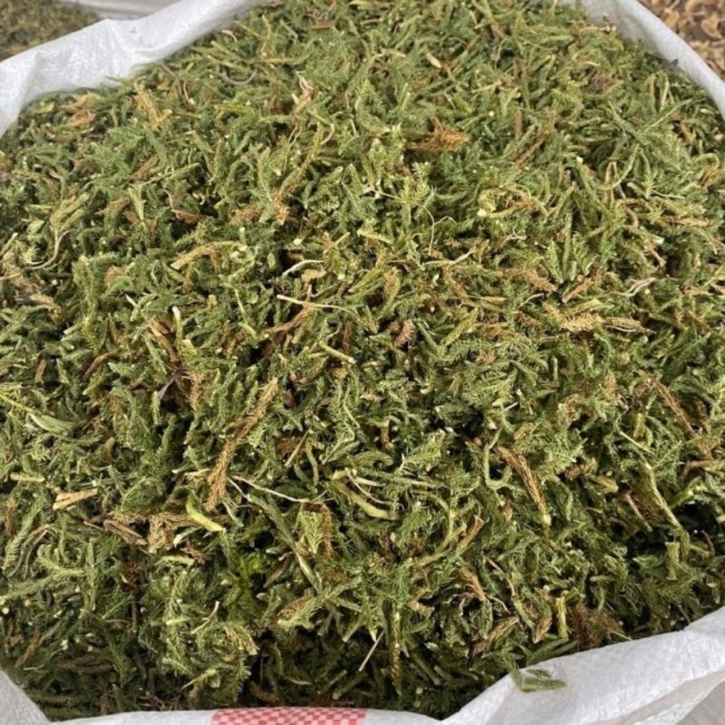 云南野生中药材伸筋草筋骨草舒筋草石松狮子50