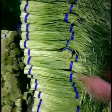 山东红帽蒜薹冷库供应原包装货源足品质佳全国批发商超品质