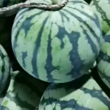无籽头茬美都西瓜大量上市
