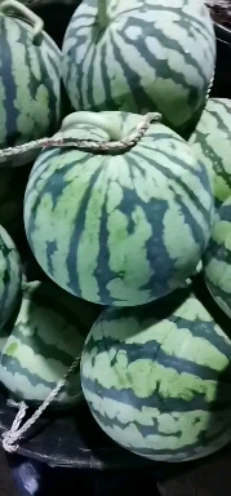 无籽头茬美都西瓜大量上市