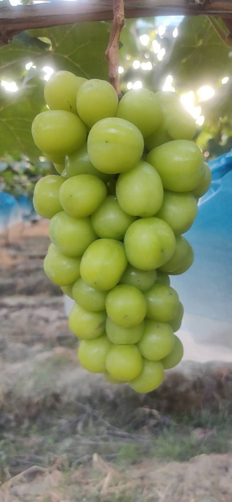 阳光玫瑰（晴王）香印青提大量上市