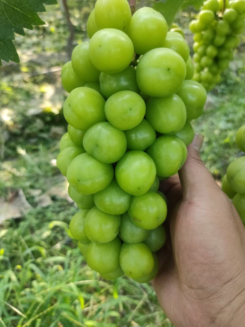 阳光玫瑰（晴王）香印青提大量上市