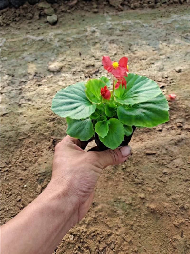 四季海棠，多色可选，大量有货，规格齐全，一手货源