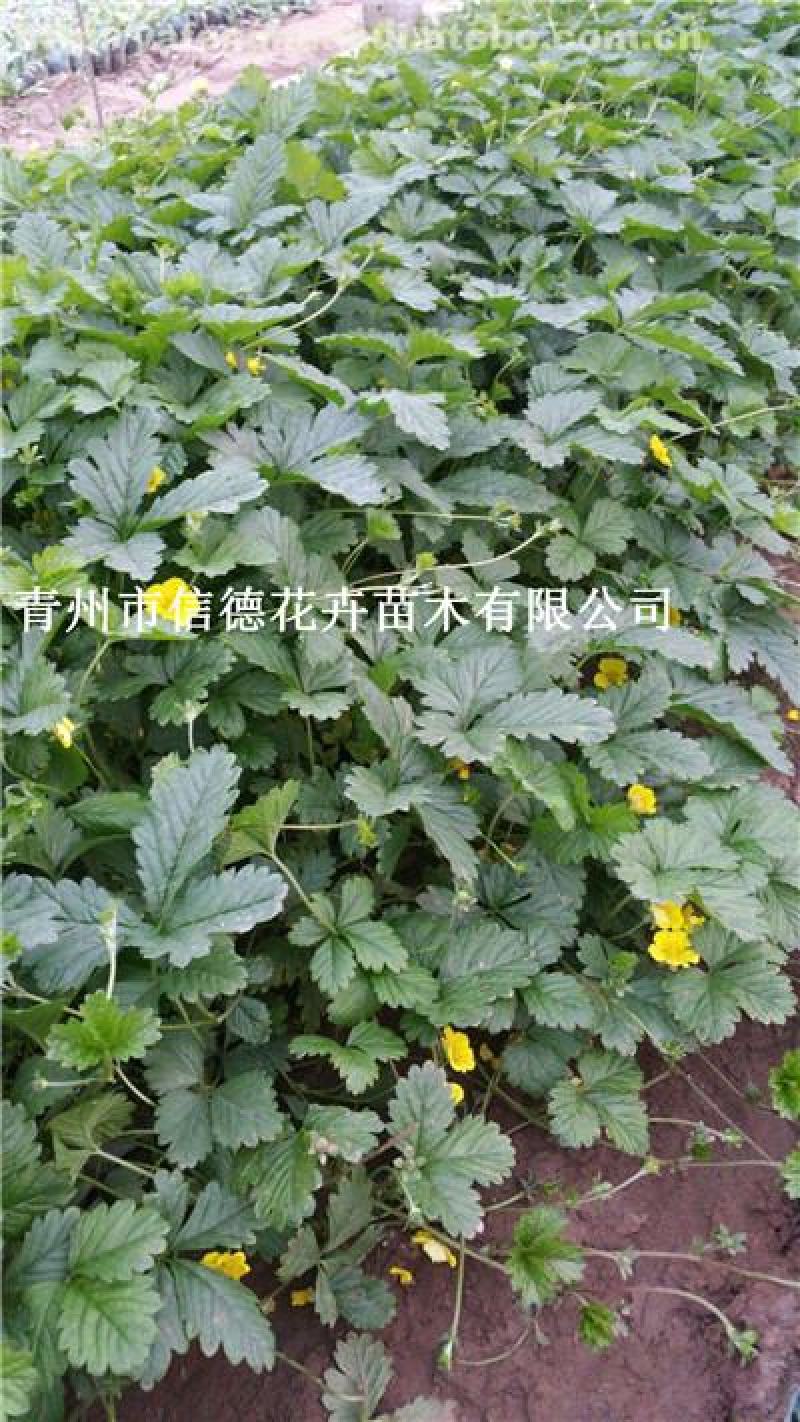 三叶委陵菜，大量有货，基地直发，一手货源充足