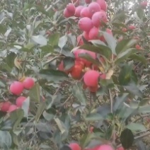 本地特产各种水果，龙冠果鸡心果，123小苹果…