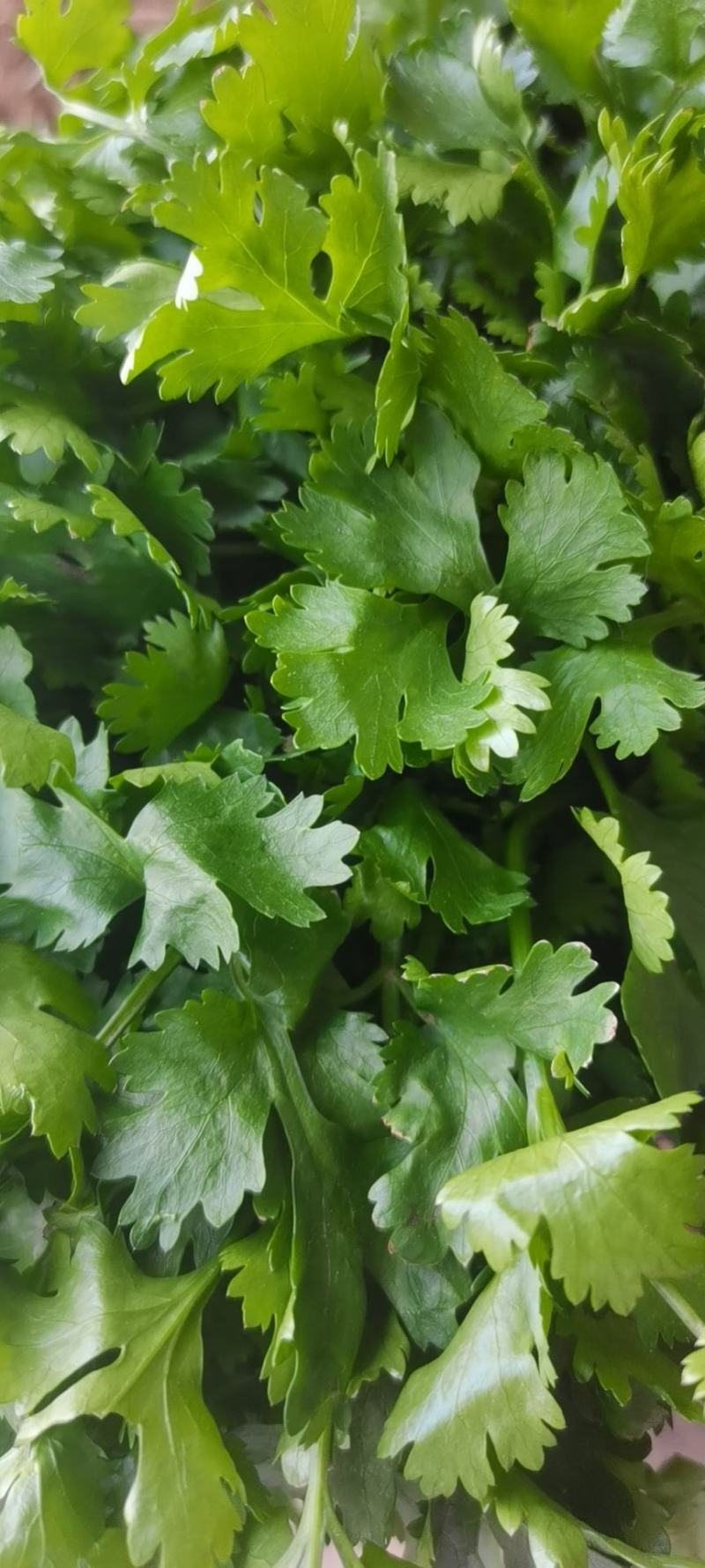 精品香菜