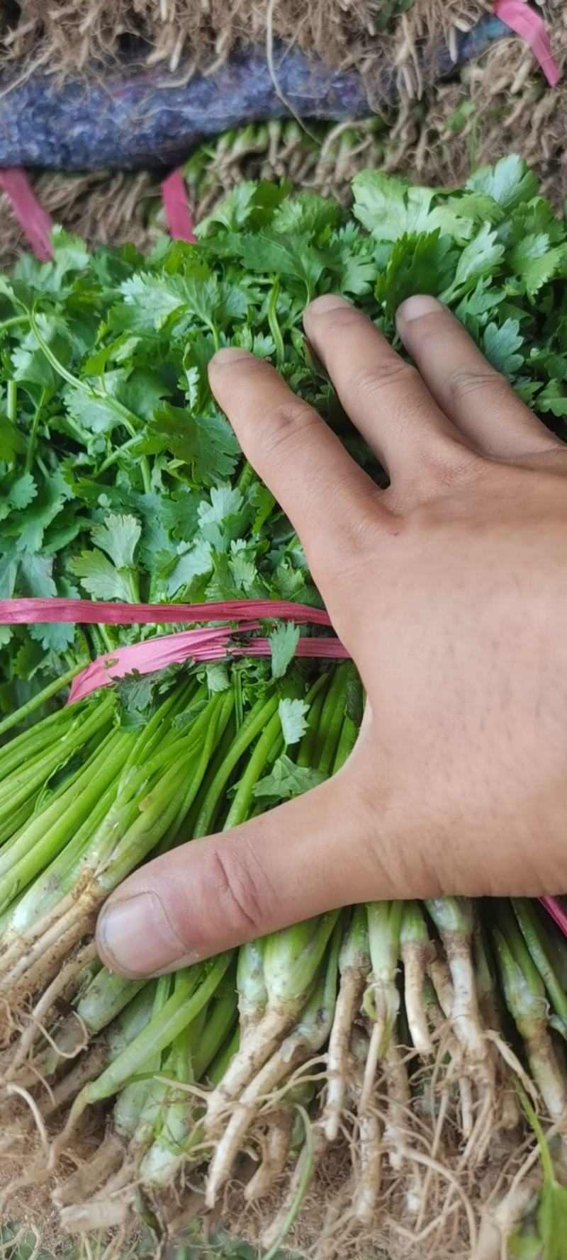 精品香菜