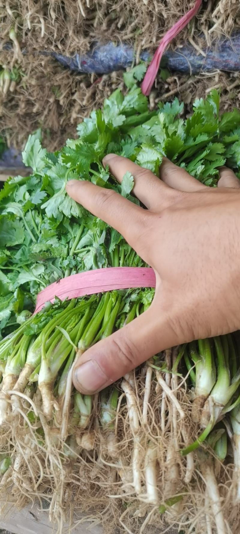 精品香菜