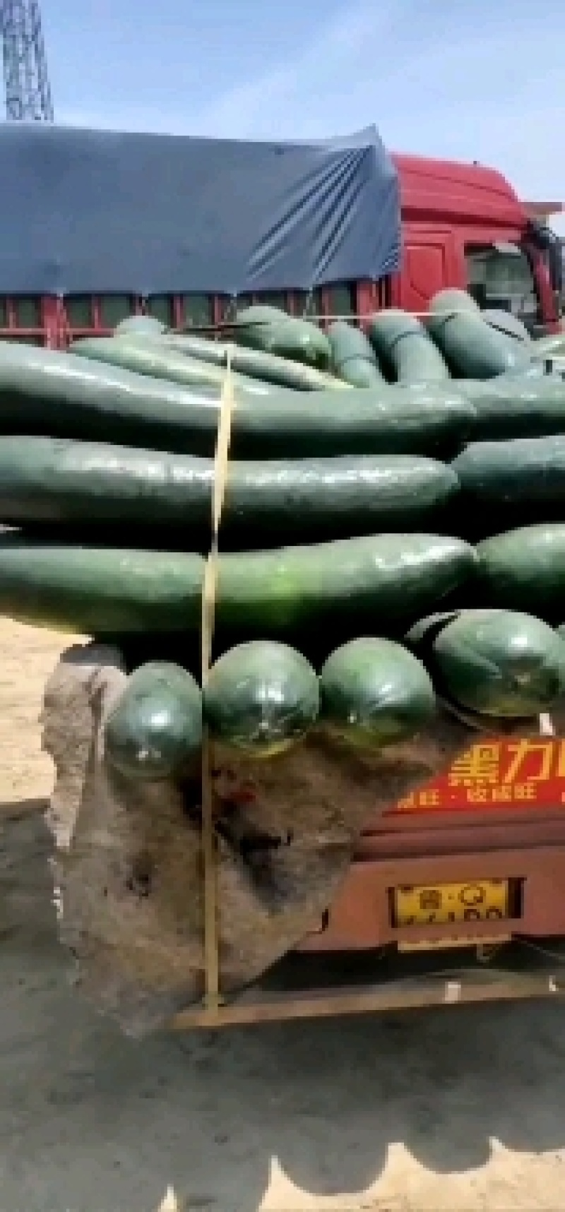 【推荐】子弹头黑皮冬瓜20斤以上质量好互力供赢质量保证