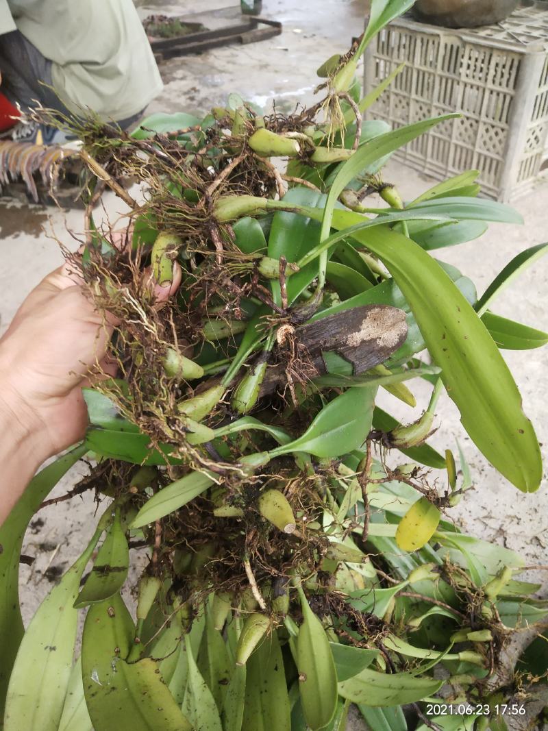 大量石仙桃，有想要的老板请联系我