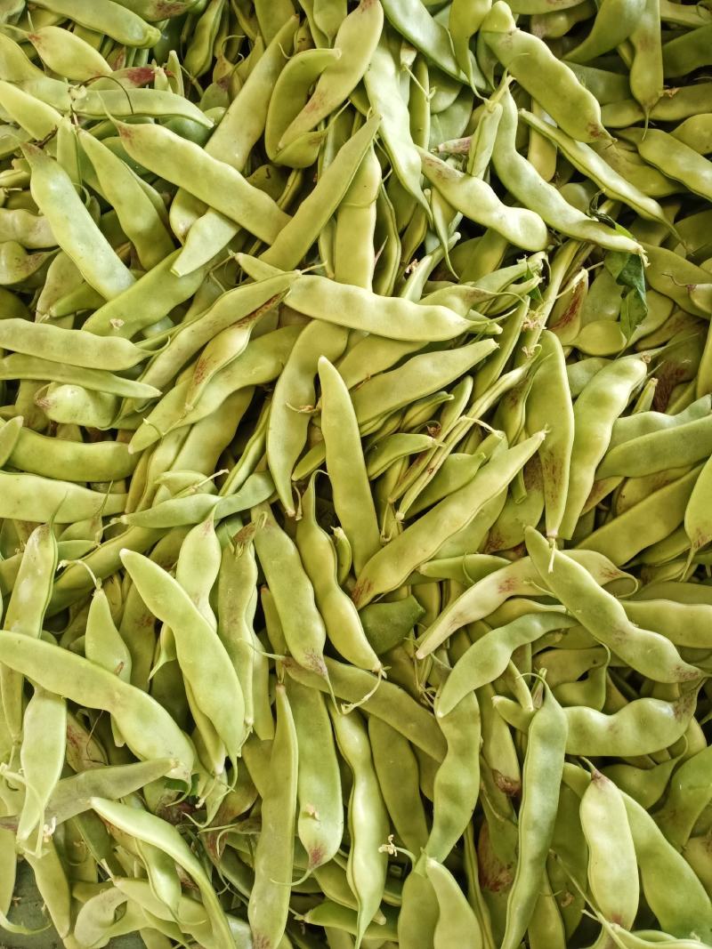 油豆角、一点红油豆，大棚新秧刚下来的，条好质量好