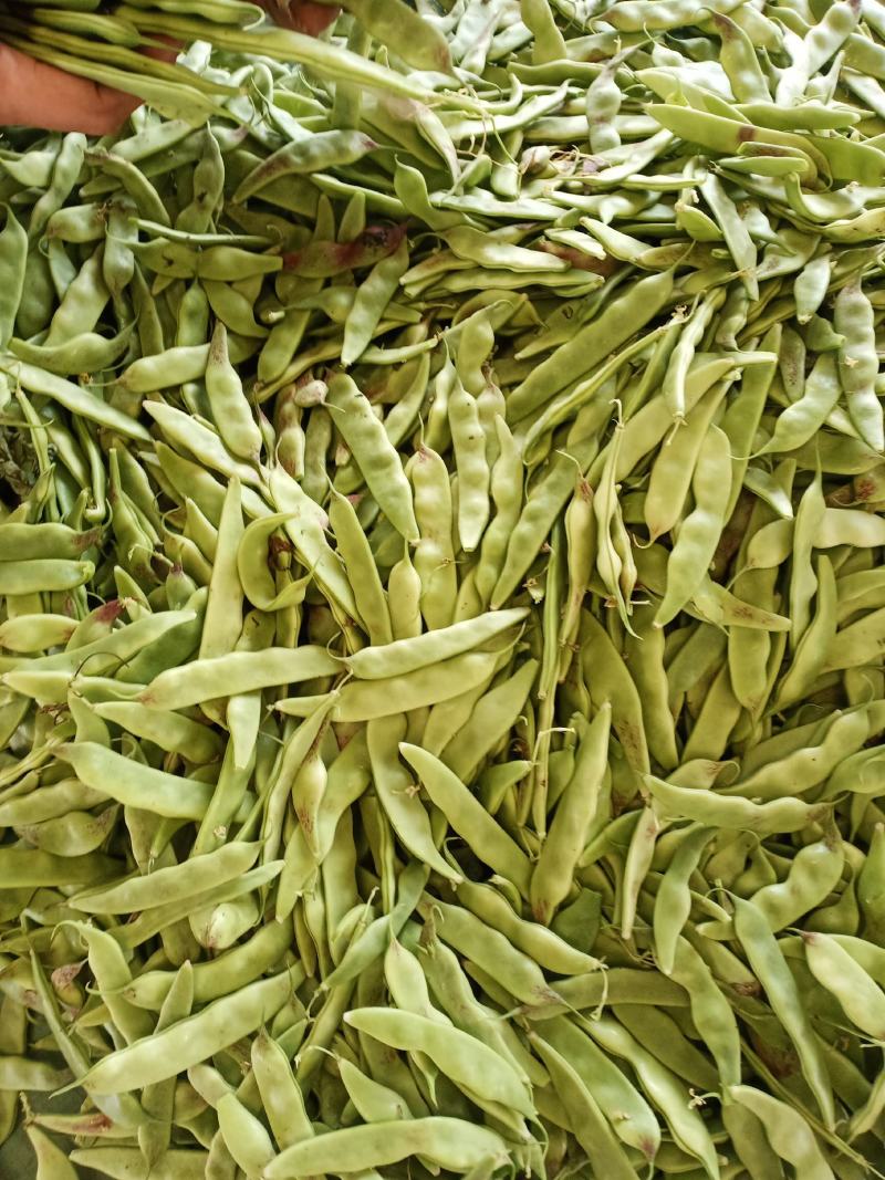 油豆角、一点红油豆，大棚新秧刚下来的，条好质量好