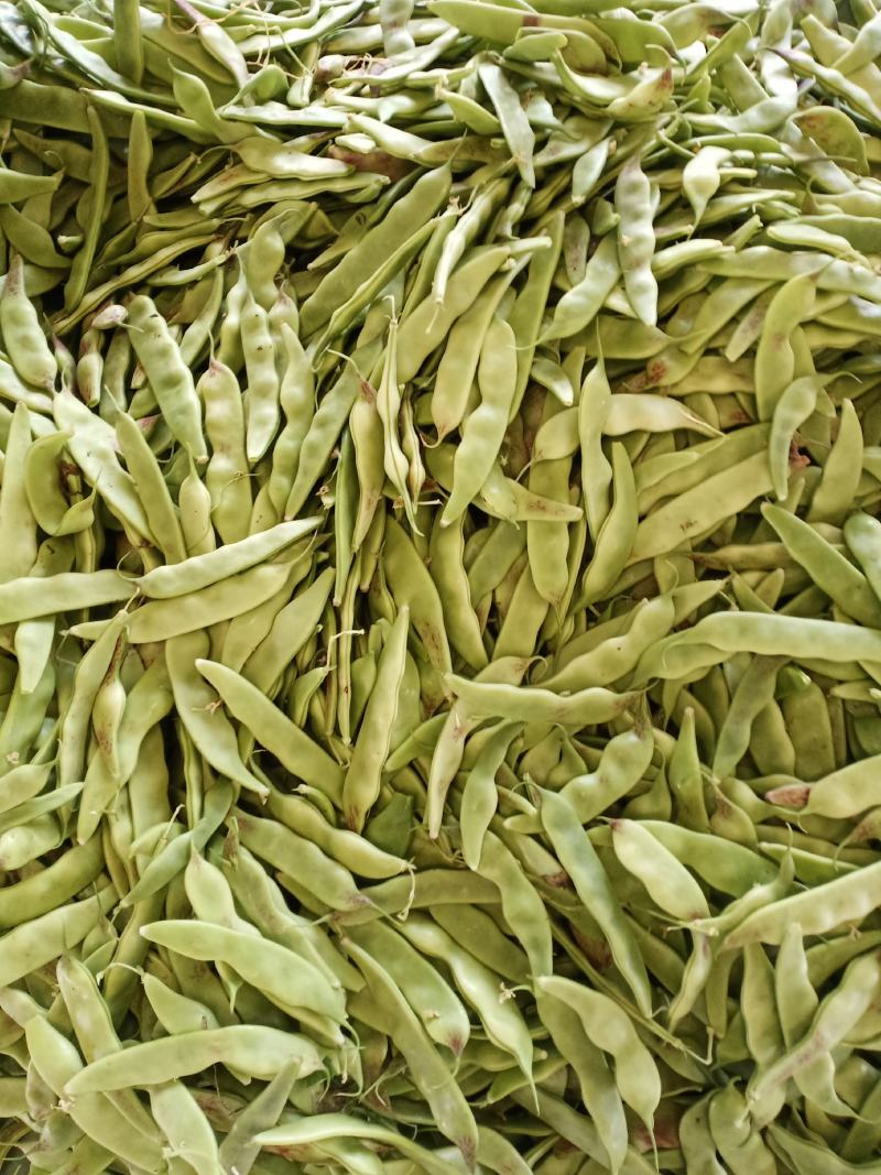 油豆角、一点红油豆，大棚新秧刚下来的，条好质量好