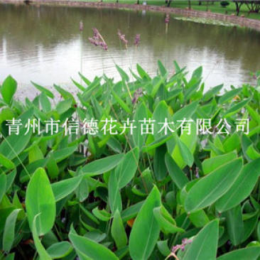 再力花，一手货源，大量有货，基地直发，山东青州