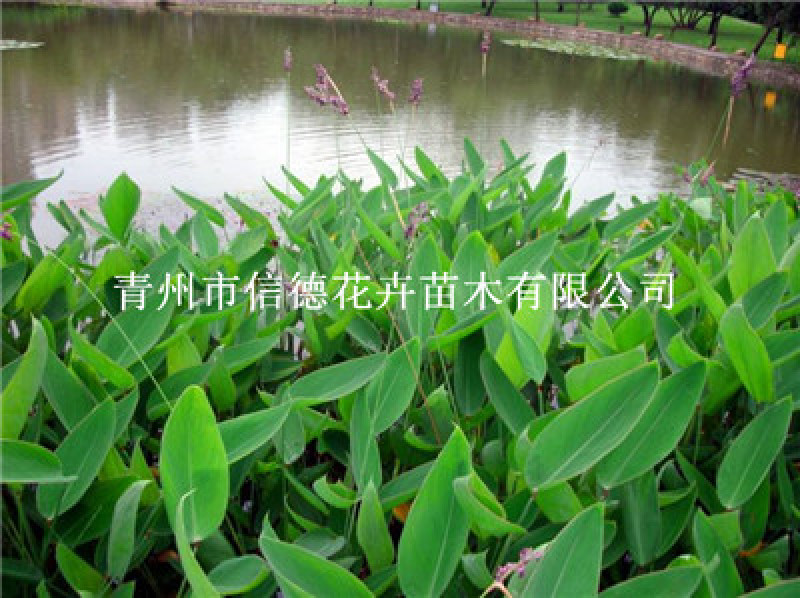 再力花，一手货源，大量有货，基地直发，山东青州