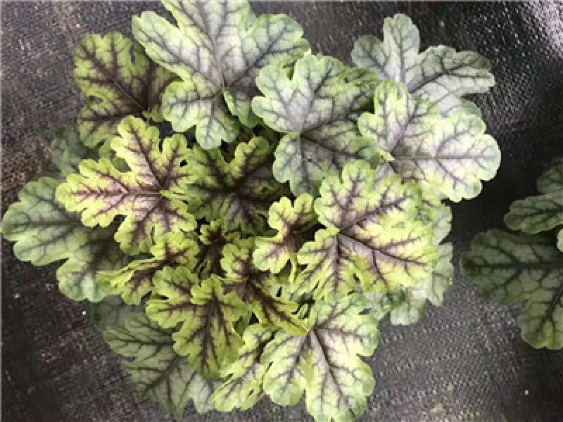 矾根，多色可选，大量有货，基地直发，一手货源