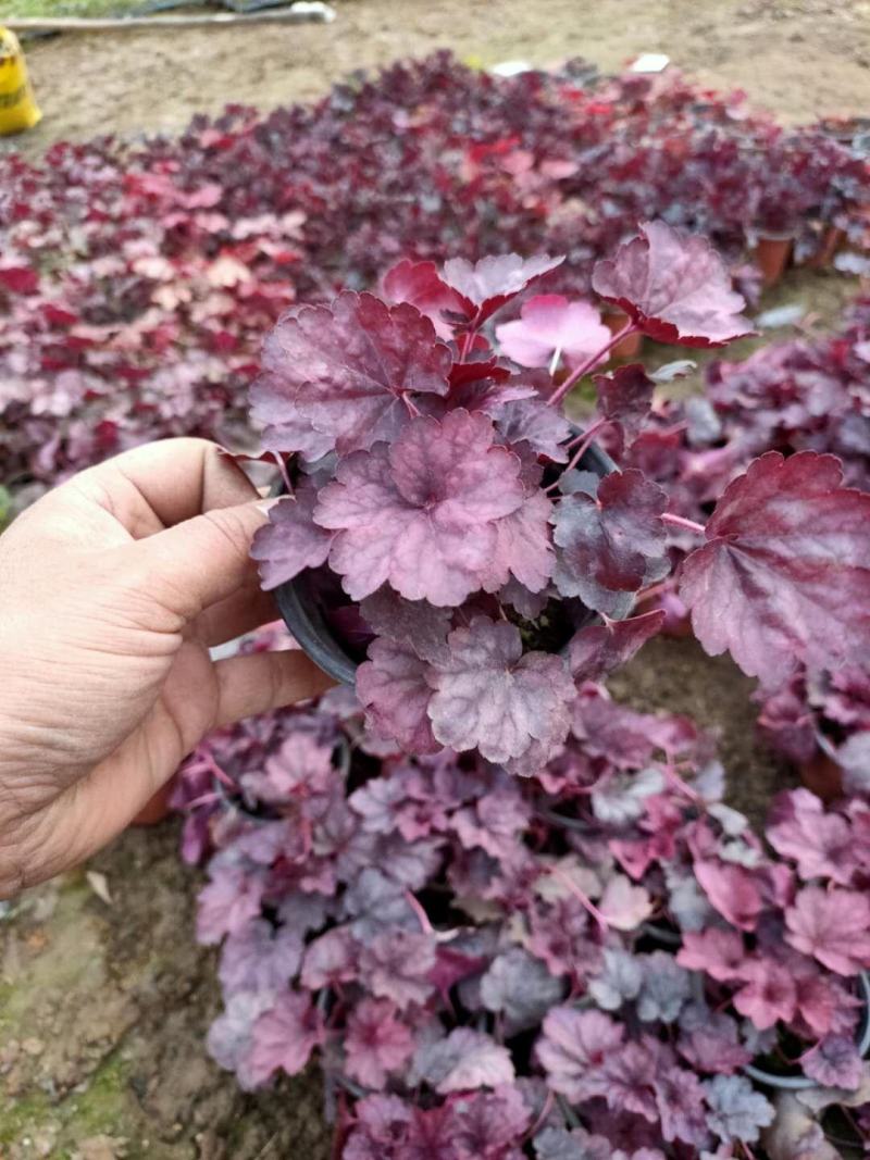 矾根，多色可选，大量有货，基地直发，一手货源