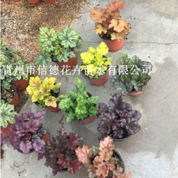 矾根，多色可选，大量有货，基地直发，一手货源