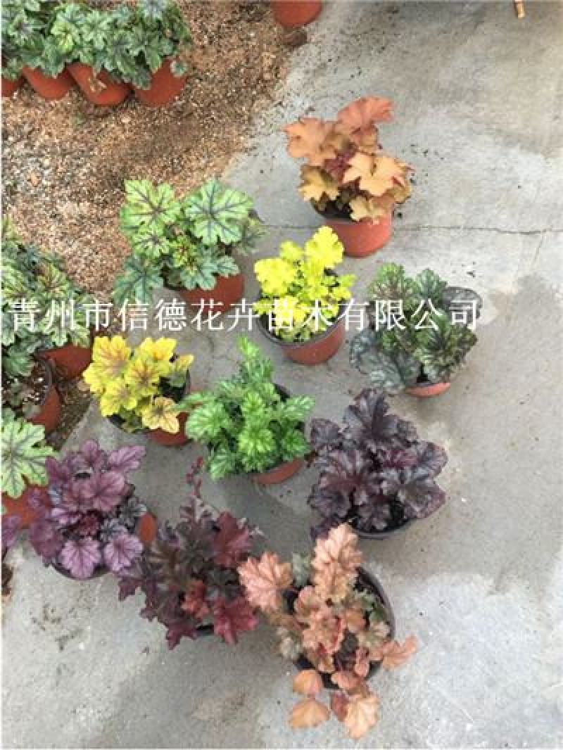 矾根，多色可选，大量有货，基地直发，一手货源