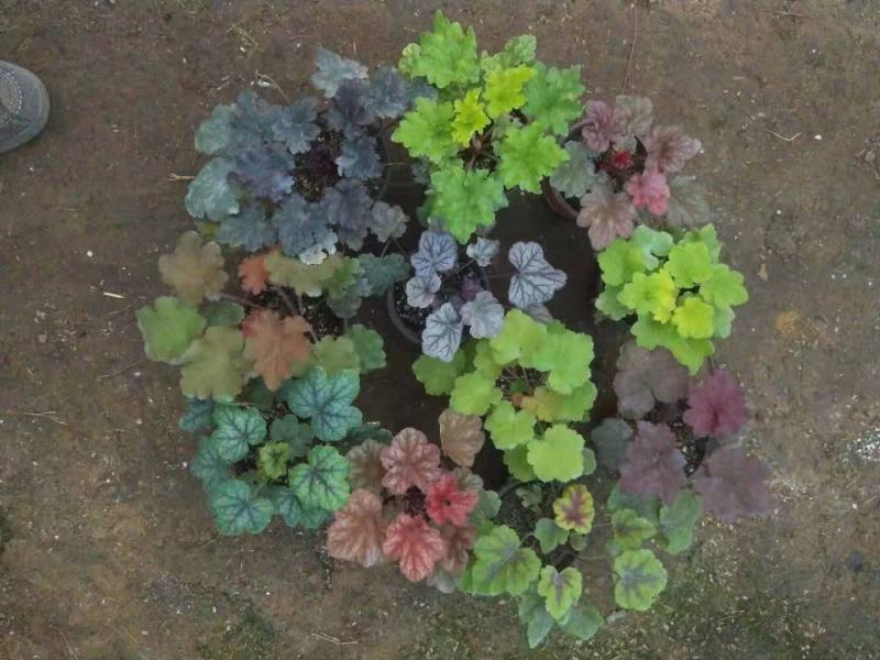 矾根，多色可选，大量有货，基地直发，一手货源