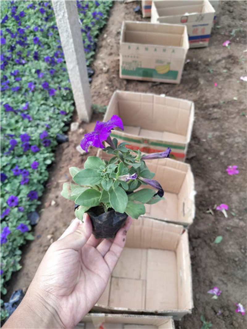 矮牵牛，规格齐全，花色多样，一手货源，大量有货，基地直发