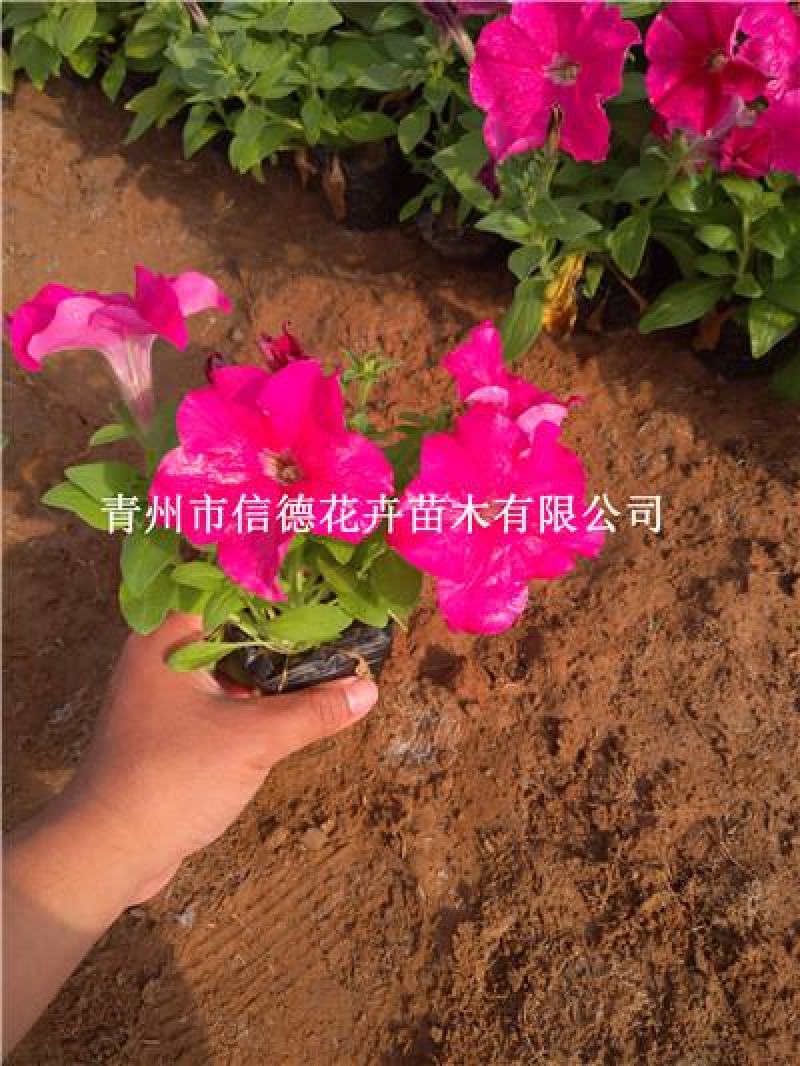 矮牵牛，规格齐全，花色多样，一手货源，大量有货，基地直发