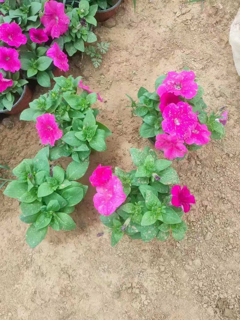 矮牵牛，规格齐全，花色多样，一手货源，大量有货，基地直发