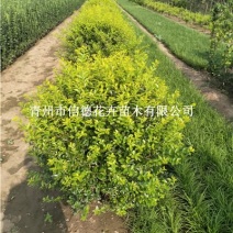 金叶女贞球，60-100，规格齐全，一手货源，大量有货