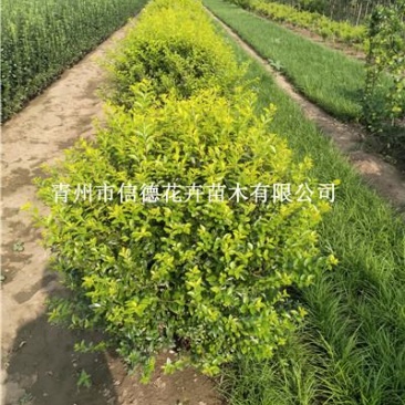 金叶女贞球，60-100，规格齐全，一手货源，大量有货