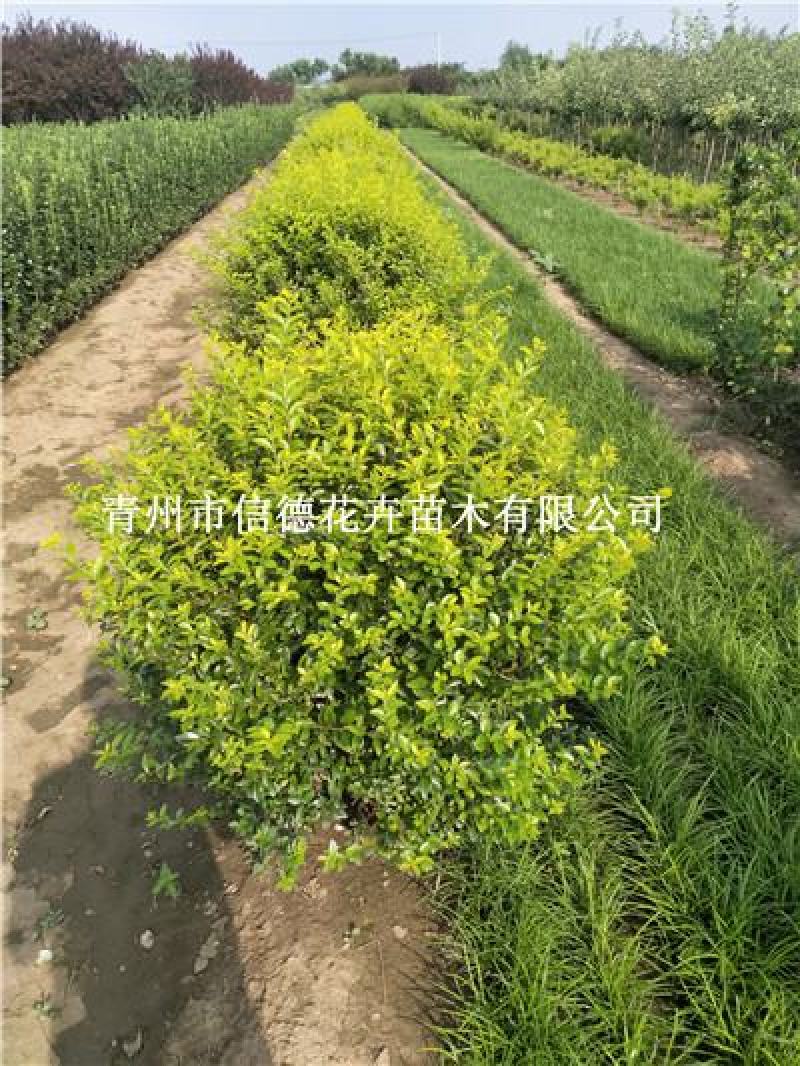 金叶女贞球，60-100，规格齐全，一手货源，大量有货