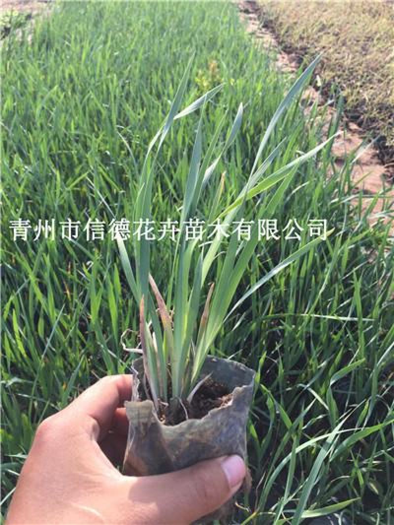 马兰，马莲，多芽，大量有货，基地直发，一手货源