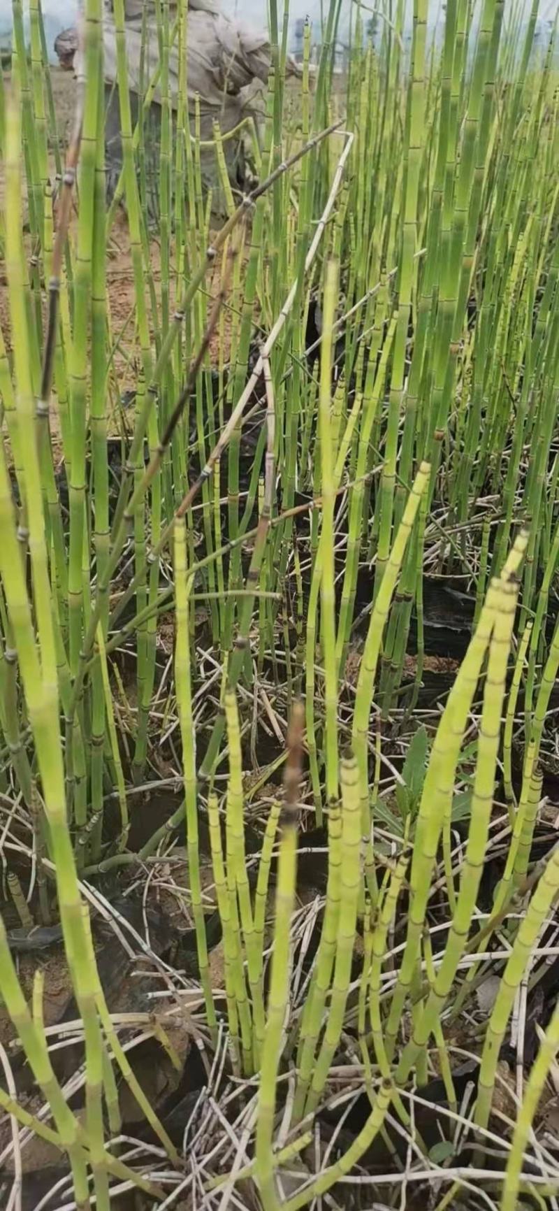 木贼，规格齐全，一手货源，大量有货，基地直发