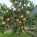长叶香橙苗，超长挂果，可以续果一年，品质保证，基地现货
