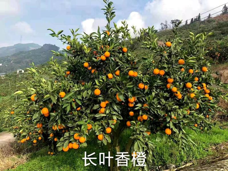 长叶香橙苗，超长挂果，可以续果一年，品质保证，基地现货