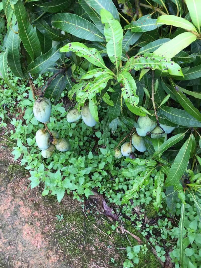 武利金芒