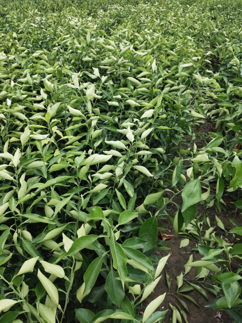 长叶香橙苗，超长挂果，可以续果一年，品质保证，基地现货