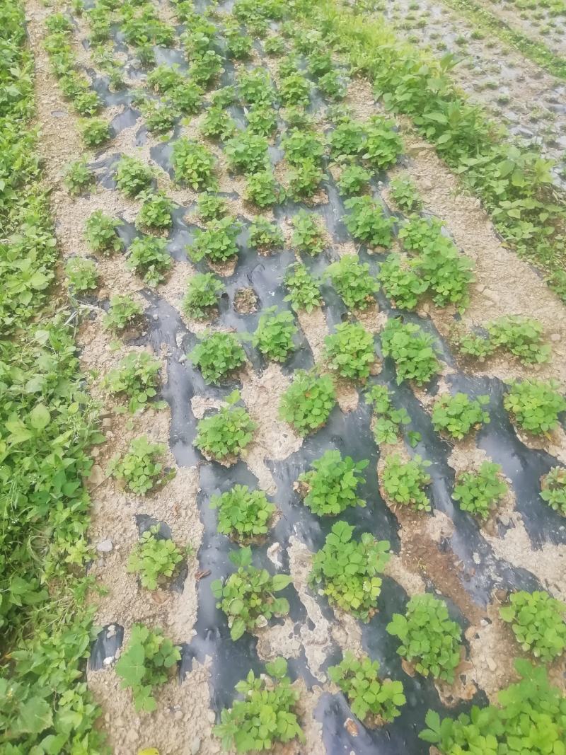 独活苗，重庆城口县，正宗肉独活苗，含量高，全国包邮，苗好