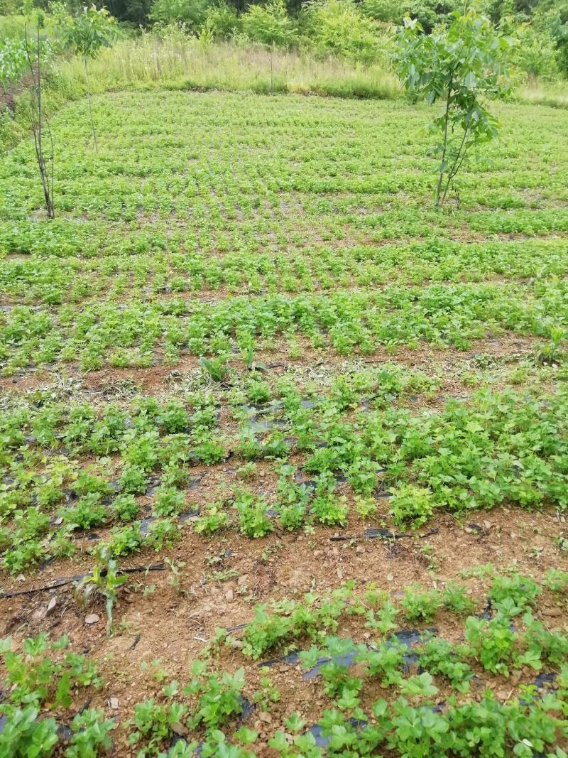 独活苗，重庆城口县，正宗肉独活苗，含量高，全国包邮，苗好