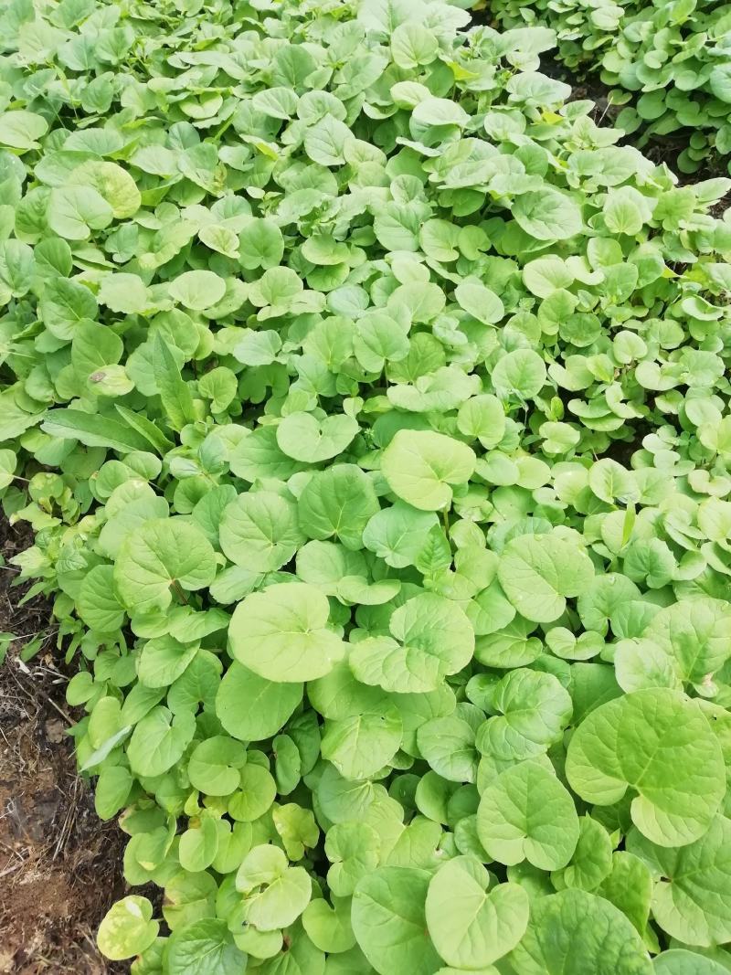 大黄苗，马蹄大黄苗，适合移栽一年苗，重庆市城口县全国包邮
