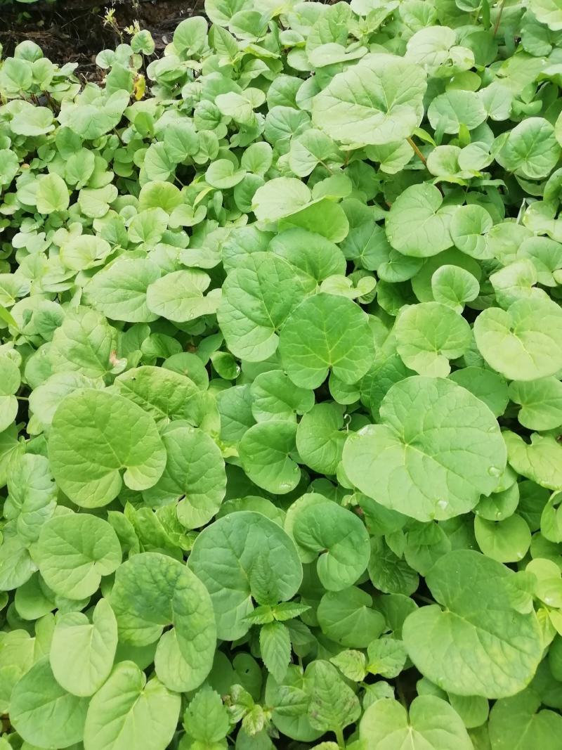 大黄苗，马蹄大黄苗，适合移栽一年苗，重庆市城口县全国包邮
