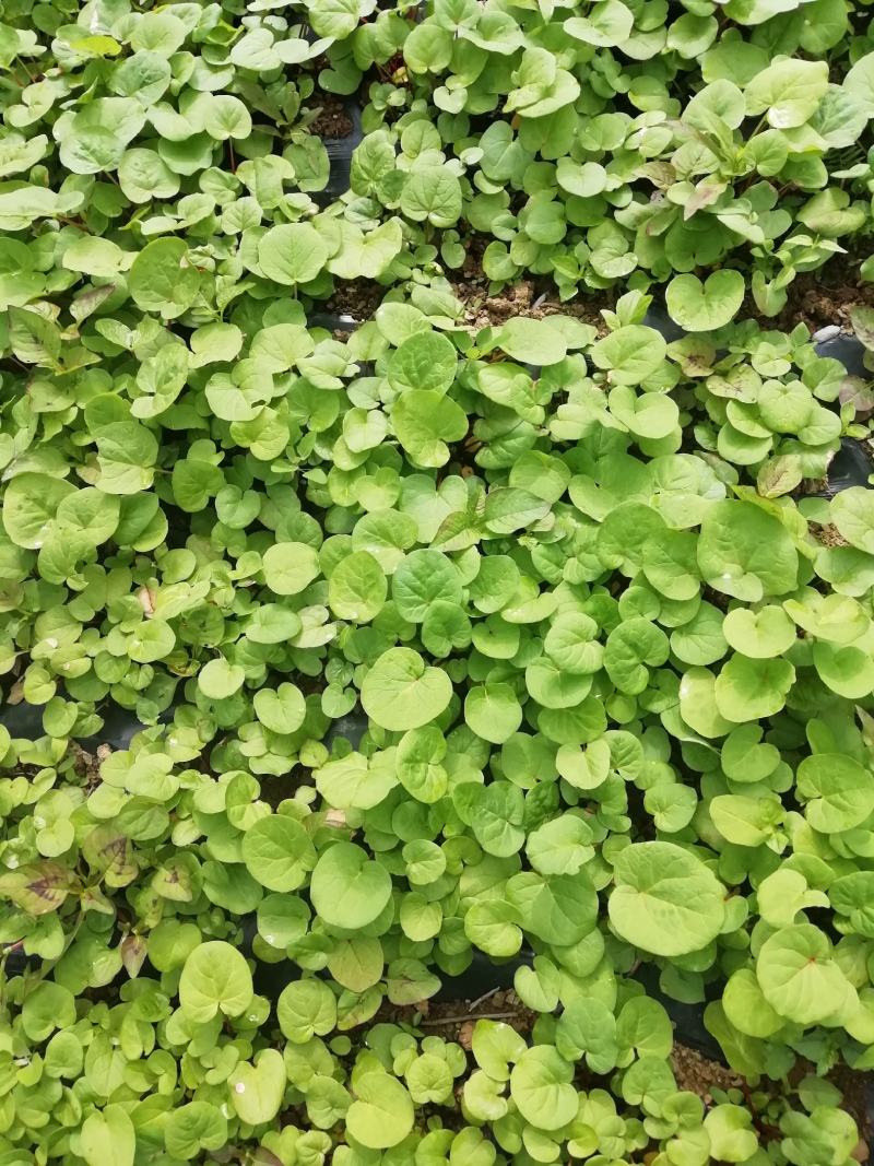 大黄苗，马蹄大黄苗，适合移栽一年苗，重庆市城口县全国包邮
