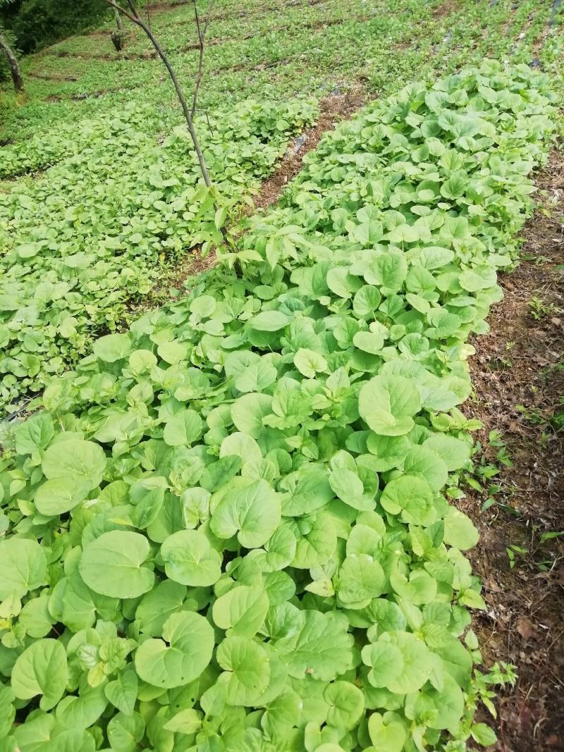 大黄苗，马蹄大黄苗，适合移栽一年苗，重庆市城口县全国包邮