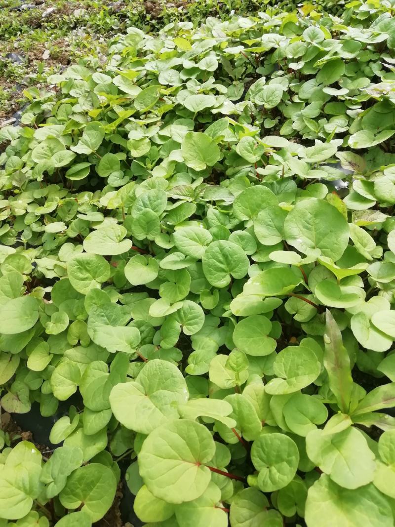 大黄苗，马蹄大黄苗，适合移栽一年苗，重庆市城口县全国包邮