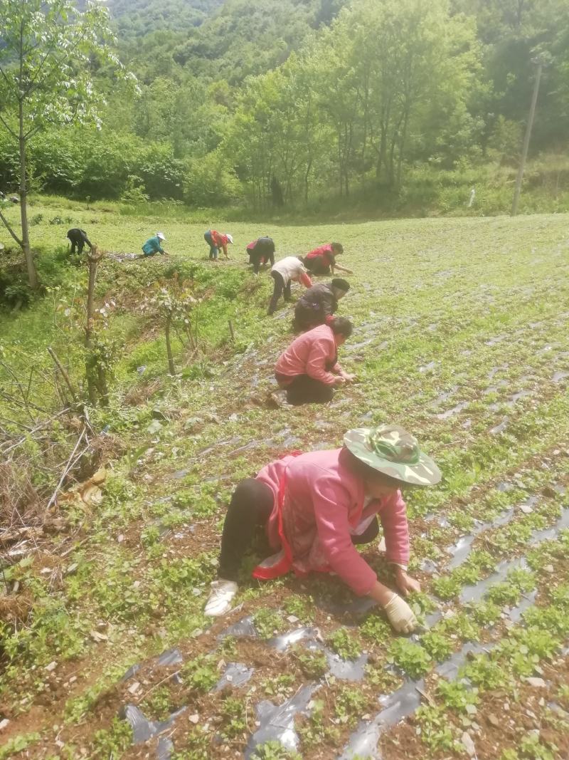 大黄苗，马蹄大黄苗，适合移栽一年苗，重庆市城口县全国包邮