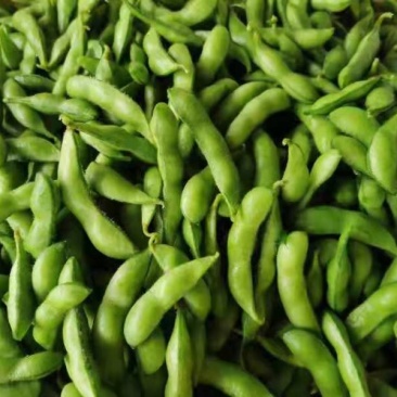 毛豆