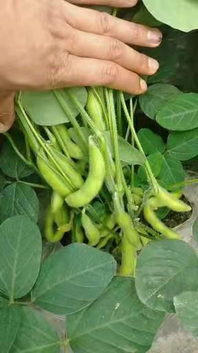 毛豆